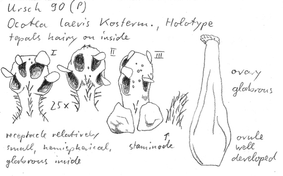 Vorschaubild Ocotea laevis Kosterm.